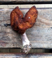 헛마귀곰보버섯 (Gyromitra ambigua (Karst.) Harmaja)