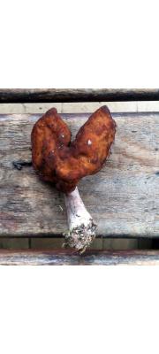 헛마귀곰보버섯 (Gyromitra ambigua (Karst.) Harmaja)