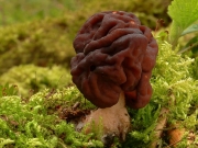 마귀곰보버섯 (Gyromitra esculenta (Pers.) Fr.)