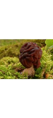 마귀곰보버섯 (Gyromitra esculenta (Pers.) Fr.)