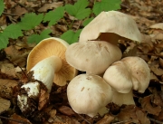 외대버섯 (Entoloma sinuatum (Bull.) P. Kumm.)