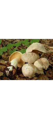 외대버섯 (Entoloma sinuatum (Bull.) P. Kumm.)