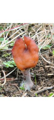 안장마귀곰보버섯 (Gyromitra infula (Schaeff.) Quél.)