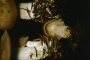 가래외대버섯 (Entoloma spadiceum Hesler)