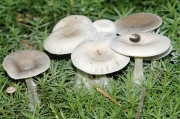비단깔때기버섯 (Clitocybe candicans (Pers.) P. Kumm.)