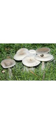 비단깔때기버섯 (Clitocybe candicans (Pers.) P. Kumm.)