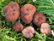 미로덩이버섯 (Hydnotrya tulasnei (Berk.) Berk. & Br.)