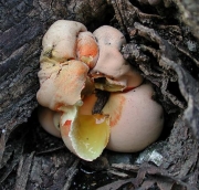 땅콩버섯(광택뺨버섯, 당귀야자버섯) (Glaziella splendens (Berk. & Curt.) Berk. > Entonaema splendens (Berk. & Curt.) Lloyd)