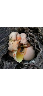 땅콩버섯(광택뺨버섯, 당귀야자버섯) (Glaziella splendens (Berk. &amp; Curt.) Berk. > Entonaema splendens (Berk. &amp; Curt.) Lloyd)