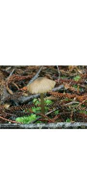 비늘외대버섯 (Entoloma squamiferum Horak)