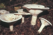 접시깔때기버섯 (Clitocybe catinus (Fr.) Quél.)
