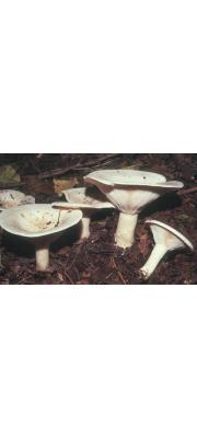 접시깔때기버섯 (Clitocybe catinus (Fr.) Quél.)