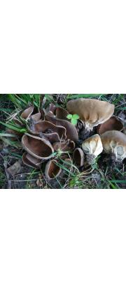 와인잔안장버섯 (Helvella acetabulum (L.) Quél. > Paxina acetabulum (L.) Kuntze)