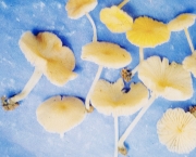 비듬외대버섯 (Entoloma squamodiscum Hesler)