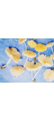 비듬외대버섯 (Entoloma squamodiscum Hesler)