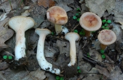 늑골깔때기버섯 (Clitocybe costata Kühn. & Romagn.)