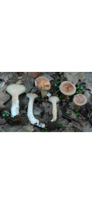 늑골깔때기버섯 (Clitocybe costata Kühn. &amp; Romagn.)