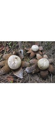 먼지버섯 (Astraeus hygrometricus (Pers.) Morgan)