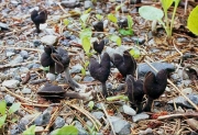 꼬마안장버섯 (Helvella atra J. König)