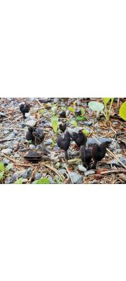 꼬마안장버섯 (Helvella atra J. König)