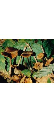 큰비늘외대버섯 (Entoloma squamulosum Hesler)