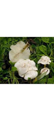 백황색깔때기버섯 (Clitocybe dealbata (Sowerby) Gillet)