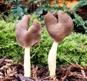 납작안장버섯 (Helvella compressa (Snyder) Weber)