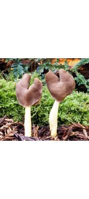 납작안장버섯 (Helvella compressa (Snyder) Weber)