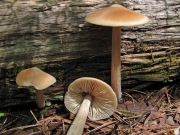 직립외대버섯 (Entoloma strictius var. strictius (Pk) Sacc.)