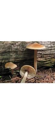 직립외대버섯 (Entoloma strictius var. strictius (Pk) Sacc.)