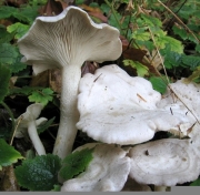 풍선깔때기버섯 (Clitocybe dilatata P. Karst.)