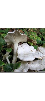 풍선깔때기버섯 (Clitocybe dilatata P. Karst.)