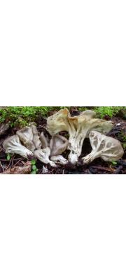 갈비대안장버섯 (Helvella costifera Nannf.)