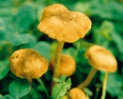 가루외대버섯아재비 (Entoloma subfarinaceum Hesler)