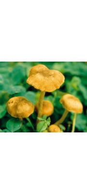 가루외대버섯아재비 (Entoloma subfarinaceum Hesler)