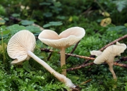 베이지깔때기버섯(흰삿갓깔때기버섯) (Clitocybe fragrans (With.) P. Kumm.)