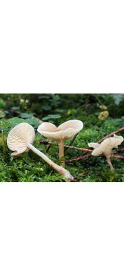 베이지깔때기버섯(흰삿갓깔때기버섯) (Clitocybe fragrans (With.) P. Kumm.)