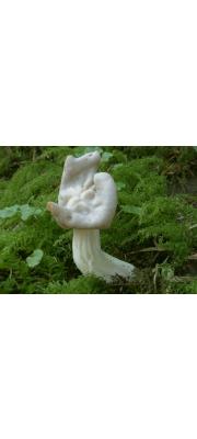 주름안장버섯 (Helvella crispa (Scop.) Fr.)
