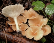 깔때기버섯(혹깔때기버섯, 나팔깔때기버섯, 흰깔때기버섯) (Clitocybe gibba (Pers.) P. Kumm.  > Clitocybe infundibuliformis (Schaeff.) Quél.(나팔깔때기버섯) > Clitocybe maxima (Gaertn. & Mey) P. Kumm.(흰깔때기버섯))