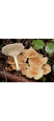 깔때기버섯(혹깔때기버섯, 나팔깔때기버섯, 흰깔때기버섯) (Clitocybe gibba (Pers.) P. Kumm.  > Clitocybe infundibuliformis (Schaeff.) Quél.(나팔깔때기버섯) > Clitocybe maxima (Gaertn. &amp; Mey) P. Kumm.(흰깔때기버섯))