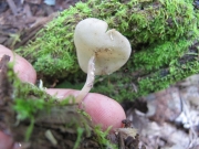 접시머리안장버섯(노란대긴주발버섯) (Helvella cupuliformis Diss. & Nannf. > Cyathipodia cupuliformis (Diss. & Nannf.) Breit. & Kränzl.)