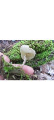 접시머리안장버섯(노란대긴주발버섯) (Helvella cupuliformis Diss. &amp; Nannf. > Cyathipodia cupuliformis (Diss. &amp; Nannf.) Breit. &amp; Kränzl.)