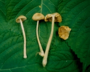 잿빛외대버섯 (Entoloma subgriseum Hesler)