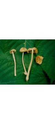 잿빛외대버섯 (Entoloma subgriseum Hesler)