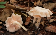 긴자루깔때기버섯 (Clitocybe houghtonii (W. Pillips) Dennis)