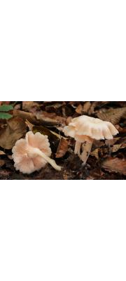 긴자루깔때기버섯 (Clitocybe houghtonii (W. Pillips) Dennis)