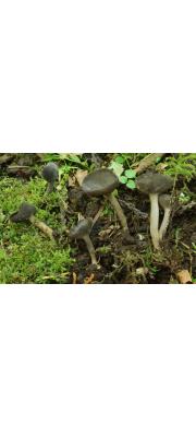 솜털안장버섯(솜털대주발버섯) (Helvella dissingii Krof  > Helvella villosa (Hedwig) Boud > Cyathipodia villosa)