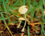 평평외대버섯아재비 (Entoloma subplanum (Pk.) Hesler)