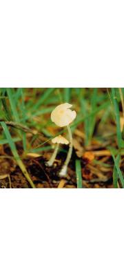 평평외대버섯아재비 (Entoloma subplanum (Pk.) Hesler)