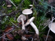 재회색깔때기버섯 (Clitocybe inornata (Sow.) Gill.)